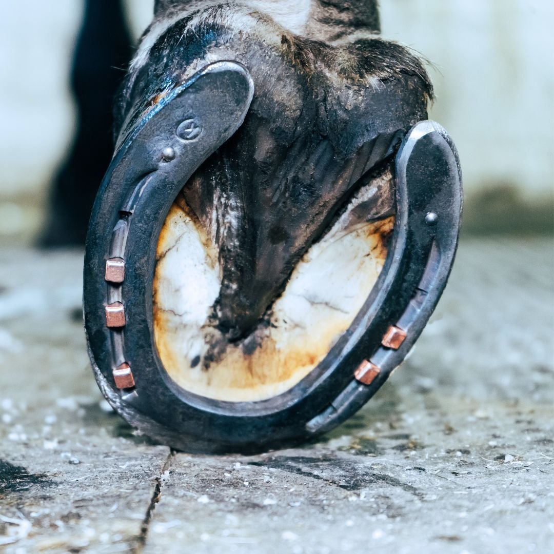 DF Horseshoe Specifications-1