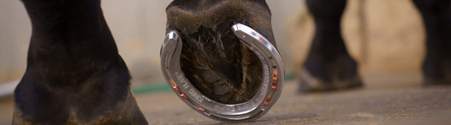 banner - race plates Kerckhaert