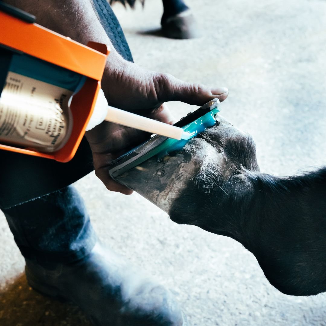 vettec-applicatie